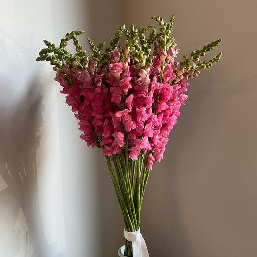 Монобукет из 25 розовых антирринумов львиных зевов