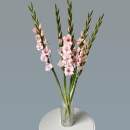 Гладиолусы0